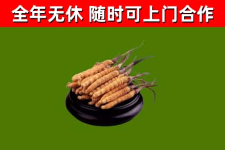 澄迈烟酒回收冬虫夏草.jpg