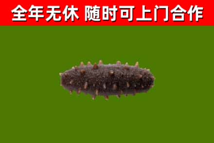 澄迈烟酒回收干海参.jpg